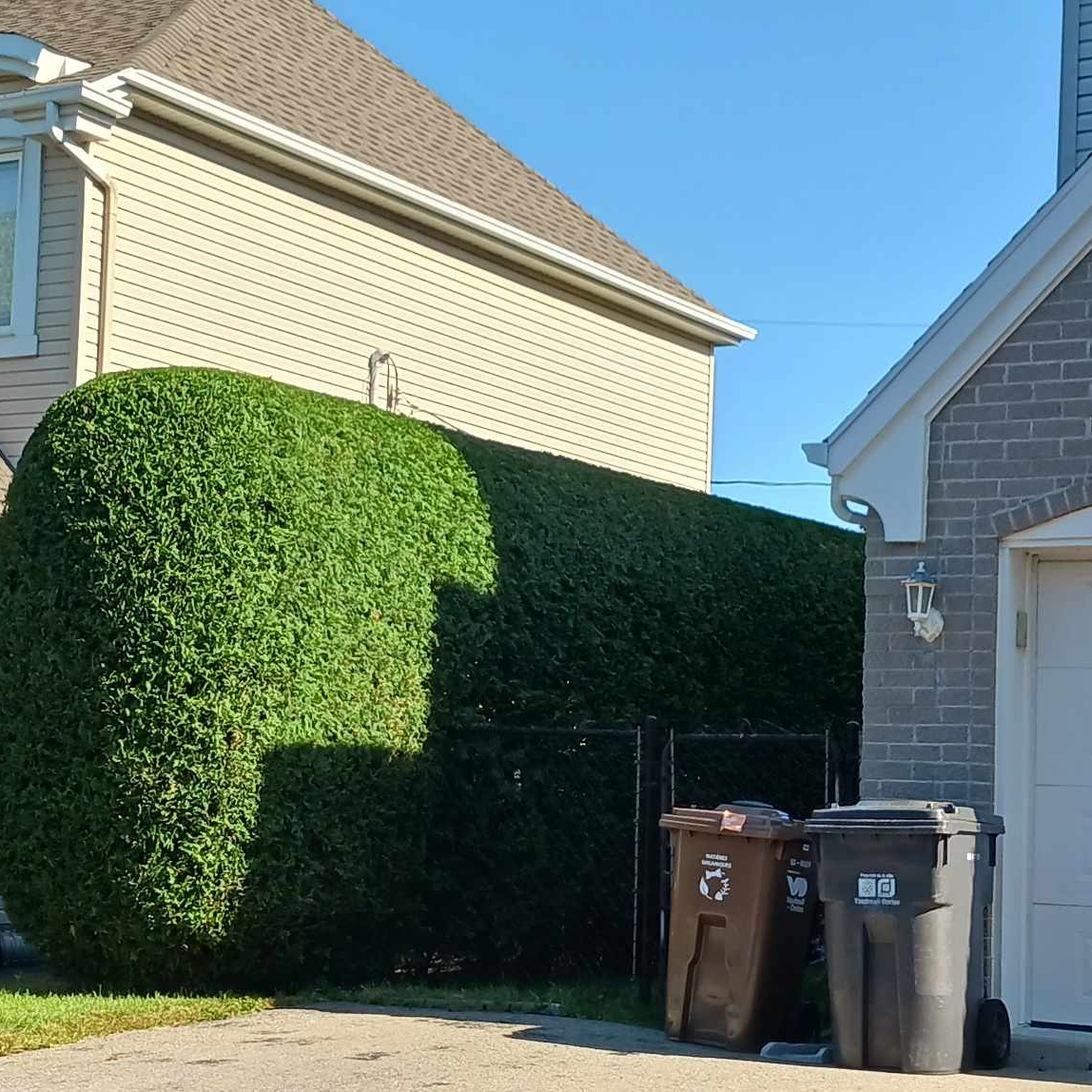Cut cedar head