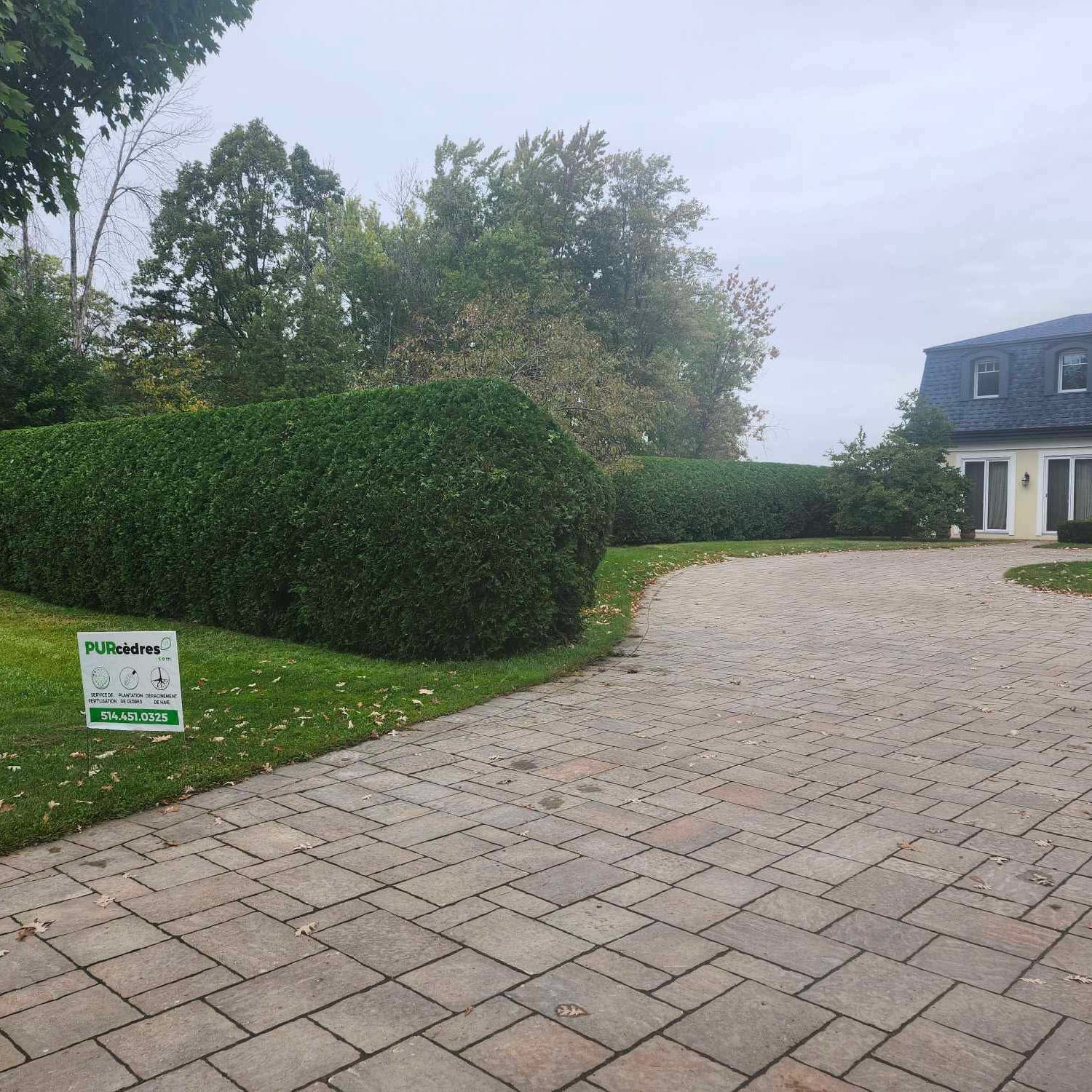 When to prune cedars