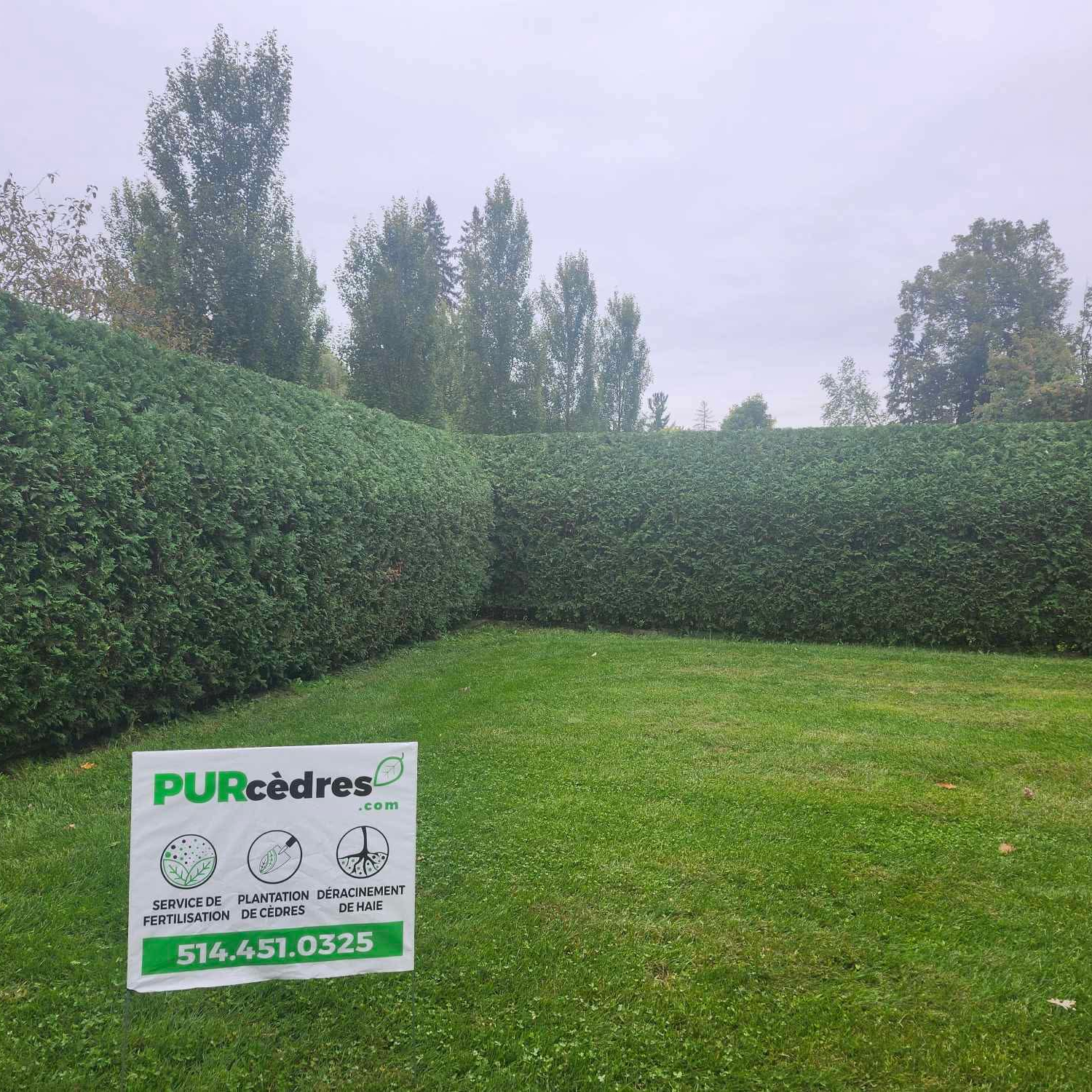 Cedar hedge that grows fast