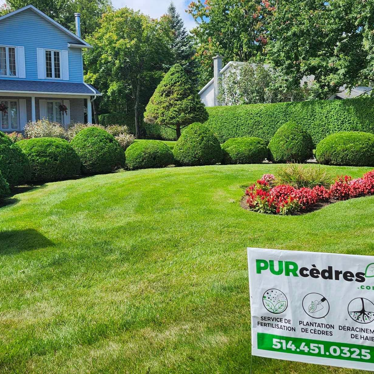 Distance to plant cedars