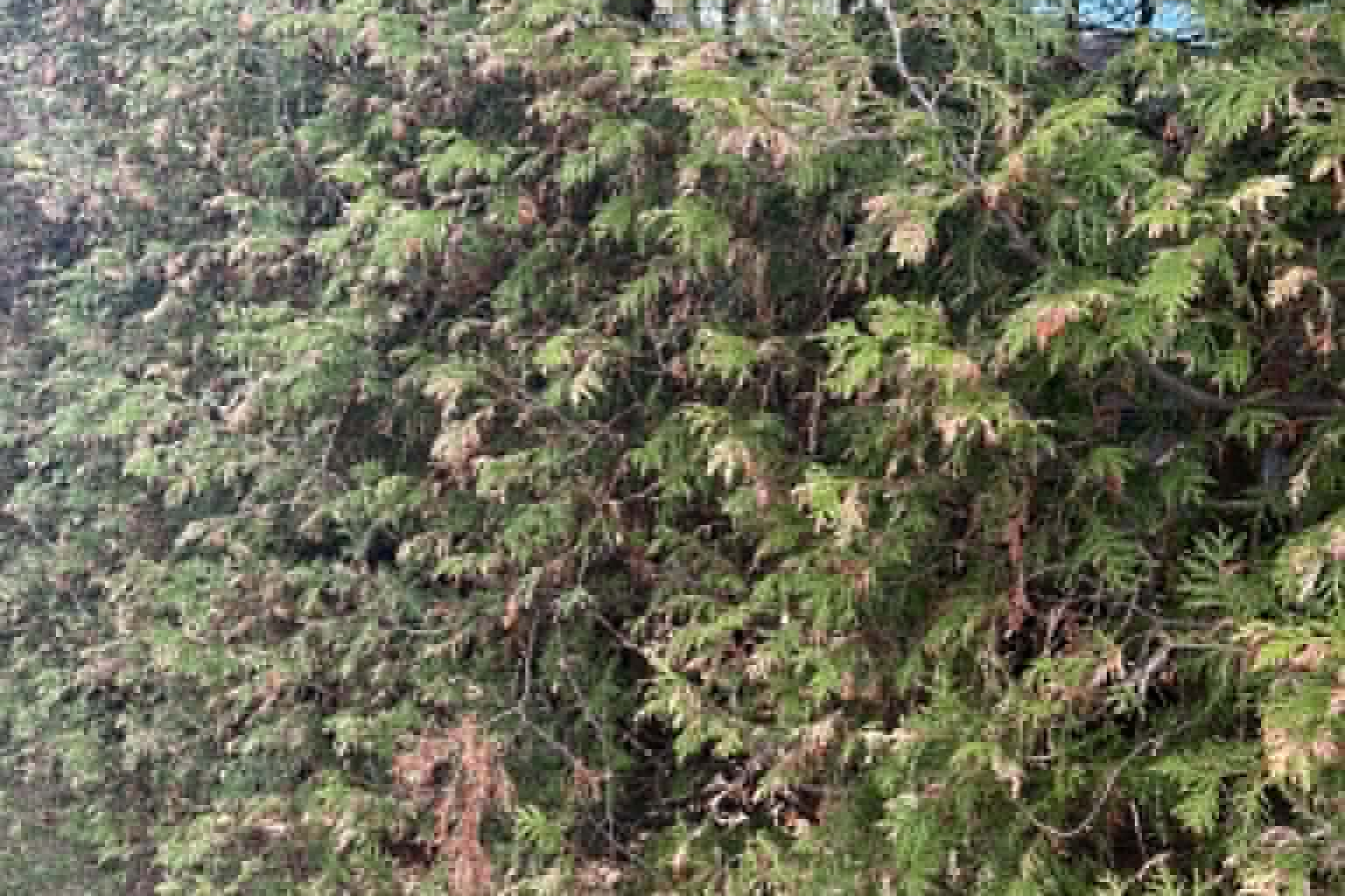 damage caused by a rabbit;